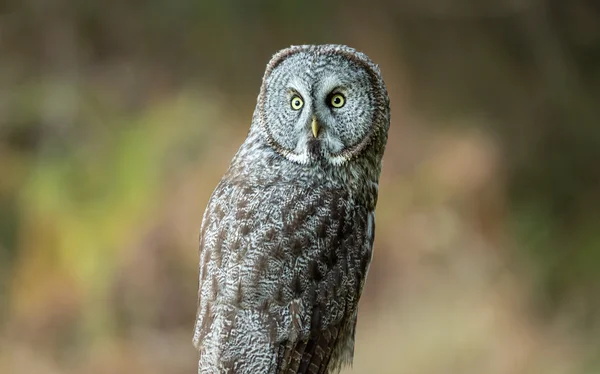 Búho salvaje en la naturaleza —  Fotos de Stock