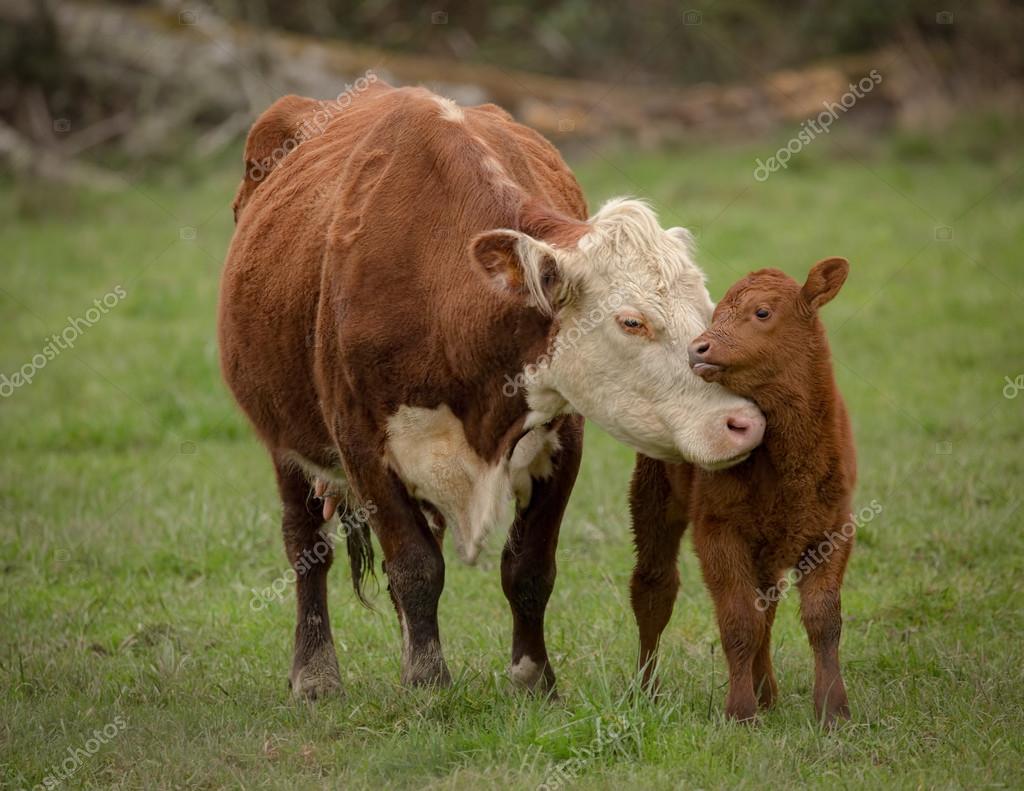 Momma Cow and Calf Stock Photo by ©BackyardPhotography 110133612