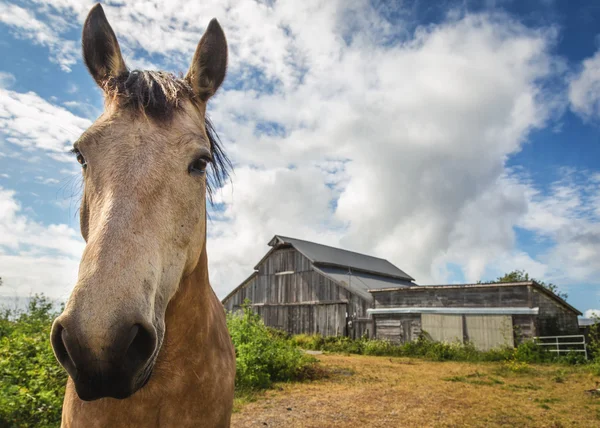 Bruin paard voor zijn schuur staan — Stockfoto