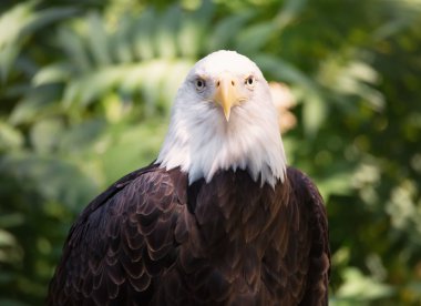 Bald Eagle portresi yakın çekim