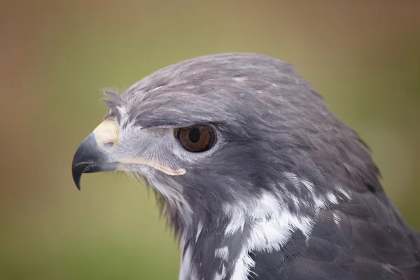 Portret raptor — Zdjęcie stockowe