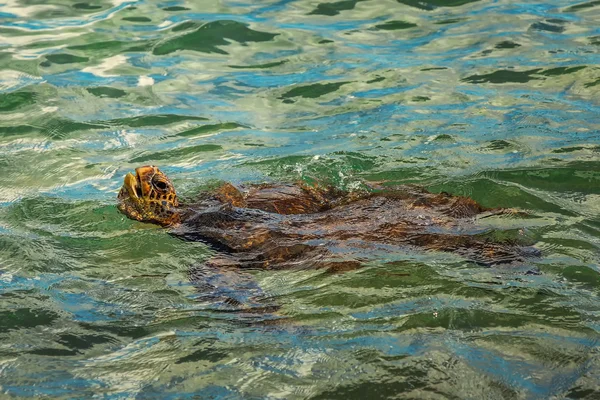 Tartaruga marinha verde natação — Fotografia de Stock