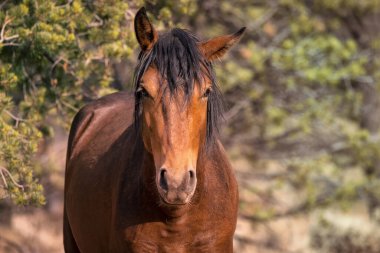 Kamera için Vahşi At Pozisyonları