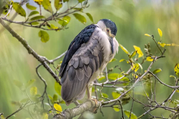 Een Zwart Gekroonde Nacht Reiger Rust Een Boom — Stockfoto