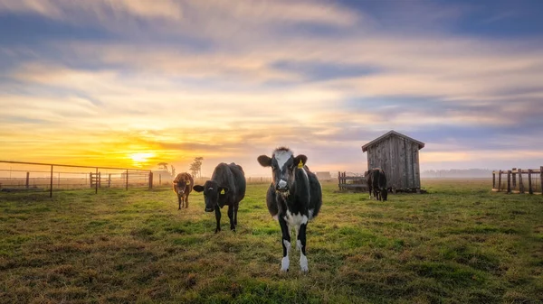 Las Vacas Disfrutan Puesta Sol Bajo Una Dramática Puesta Sol — Foto de Stock