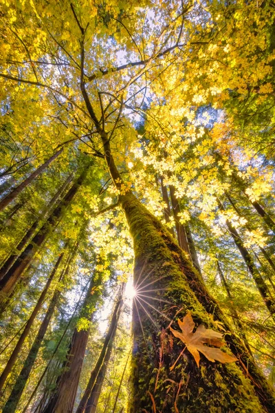 Lönn träd i en Redwood Forest — Stockfoto