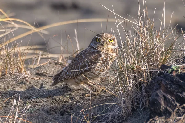 A Burrowing Owl Portrait, Northern California, Verenigde Staten — Stockfoto