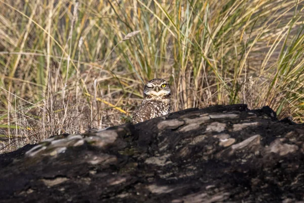 A Burrowing Owl Portrait, Northern California, Verenigde Staten — Stockfoto