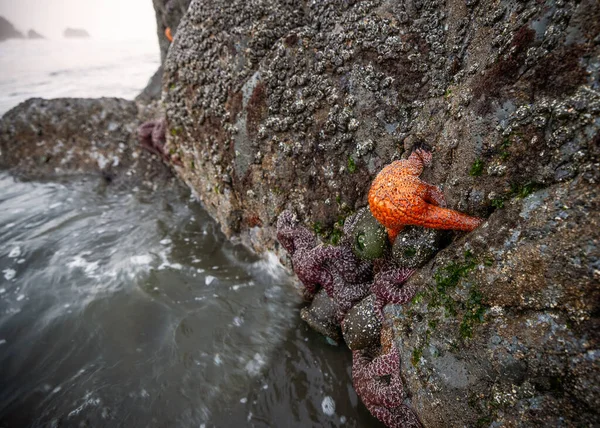 北カリフォルニアの岩へのヒトデの群生｜Tidepool — ストック写真