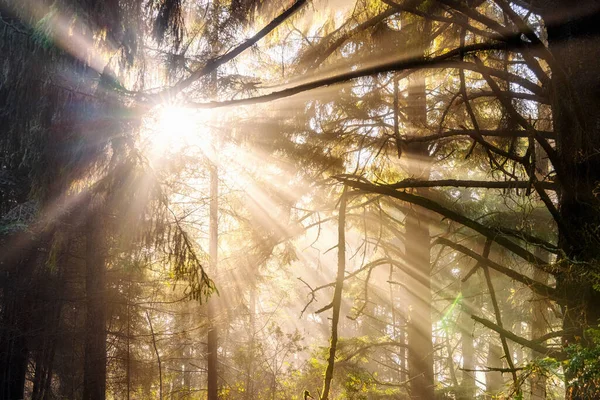 Feixe de raios solares através de árvores na floresta Imagem De Stock