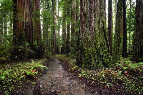 Redwood Forest Paisagem no belo norte da Califórnia Imagens Royalty-Free