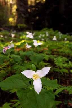 Kuzey Kaliforniya 'daki Redwood Ormanı manzarası