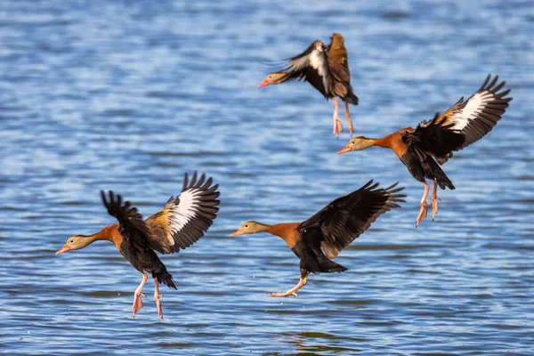 Um grupo de patos assobiando pousando em um lago. Fotografia De Stock
