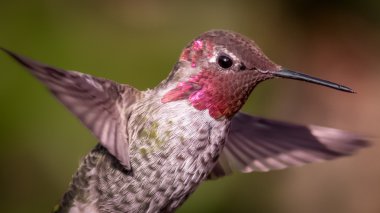 Anna's Hummingbird in Flight, Close-up clipart