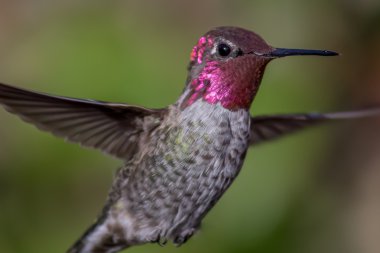 Anna's Hummingbird in Flight, Close-up clipart