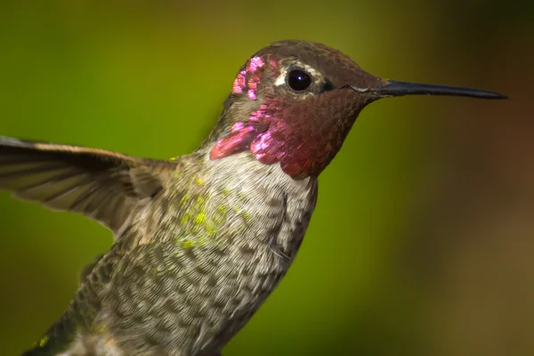Анни Hummingbird в польоті, Закри — стокове фото