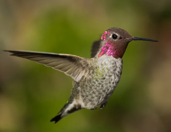 Anna'nın Hummingbird uçuş, yakın çekim