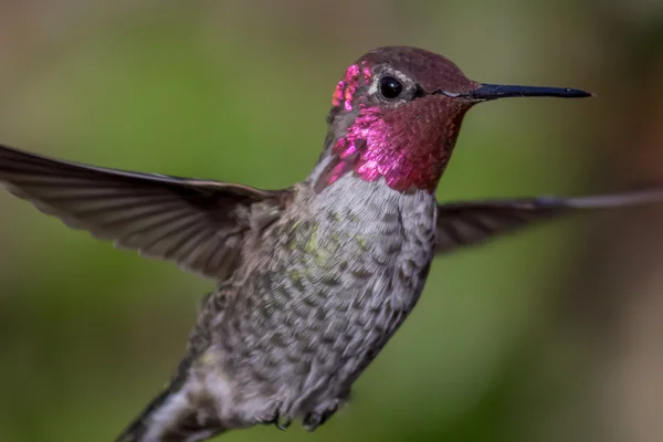 Annas Hummingbird i flykt, närbild — Stockfoto