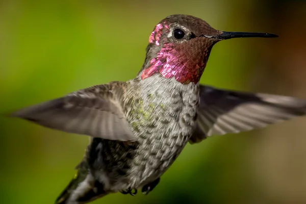 Annas Hummingbird i flykt, närbild — Stockfoto