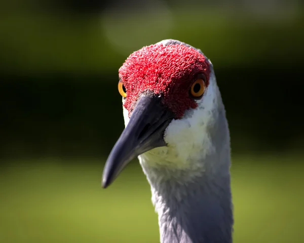 Sandhügelkran — Stockfoto