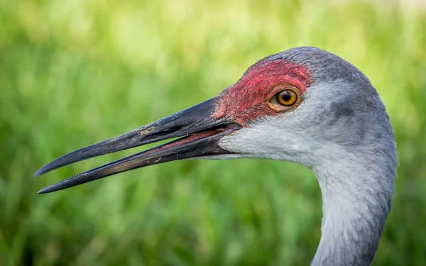 Sandhügelkran — Stockfoto