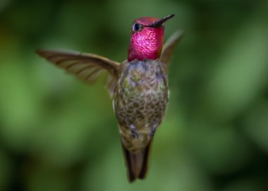 Anna's Hummingbird in Flight clipart