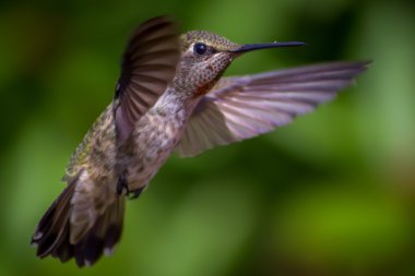 Anna's Hummingbird in Flight clipart