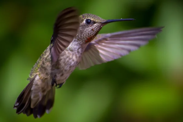 Анни Hummingbird в польоті — стокове фото