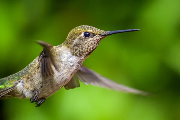 Anna's Hummingbird in Flight — Stock Photo, Image