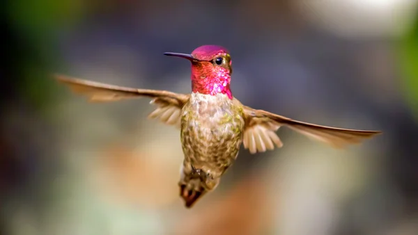Anna'nın Hummingbird uçuş