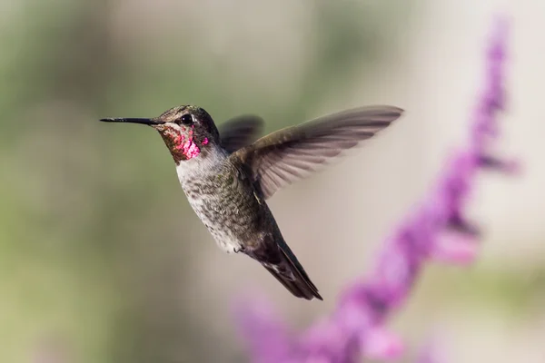 Anna'nın sinek kuşu