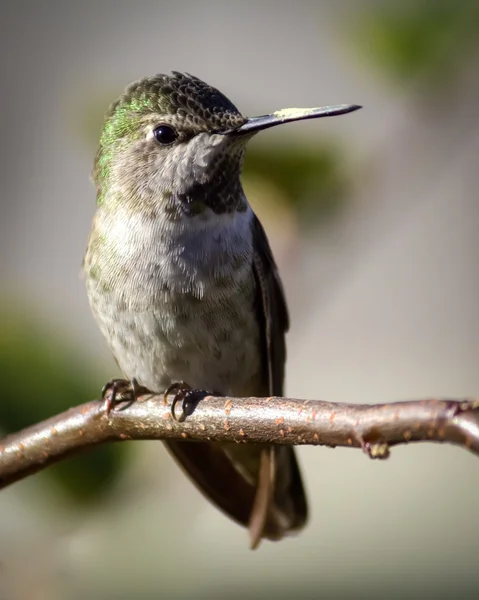 Annas hummingbird — Stockfoto