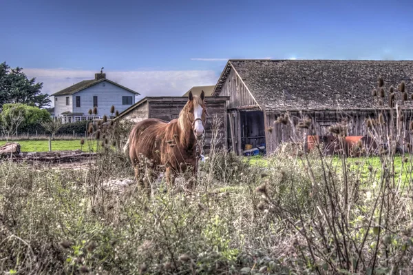 Cavalo — Fotografia de Stock