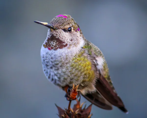 Anna'nın sinek kuşu