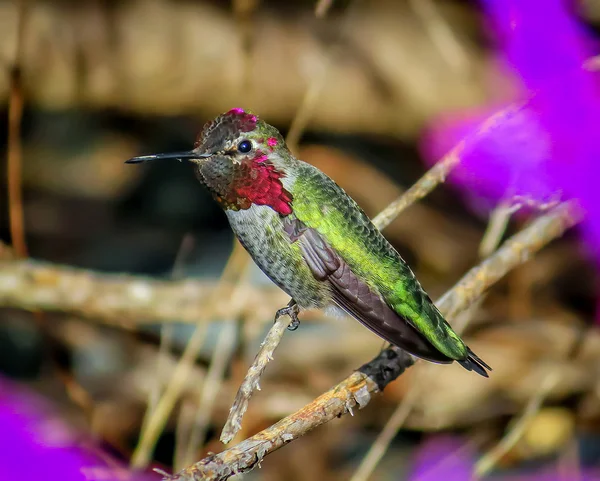 Annas hummingbird — Stockfoto