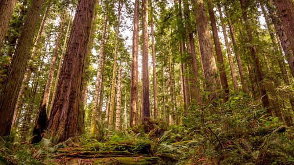 Furu skogen — Stockfoto