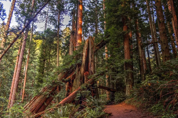 Redwood Forest — Stock Photo, Image