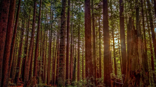 Redwood Sun — Stockfoto