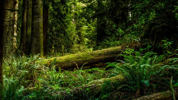 Fallen Redwood — Stock Photo, Image