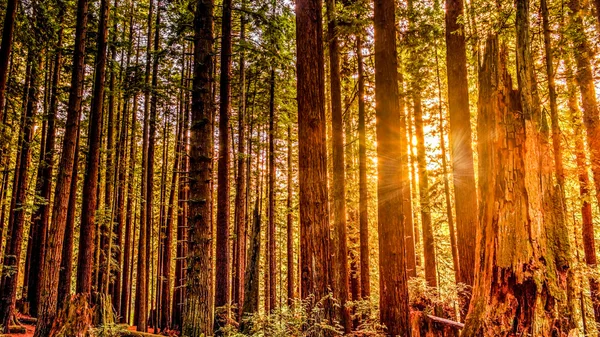 Bosque de secuoyas — Foto de Stock