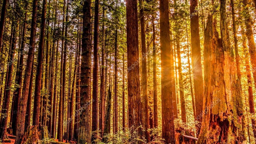 Redwood Forest Stock Photo By C Backyard Photography Redwood Forest Stock Photo By C Backyard Photography