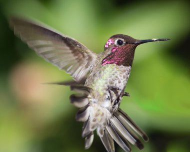 Hummingbird in Flight clipart