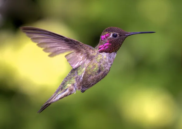 Hummingbird in Flight — Stockfoto