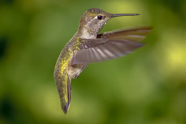 Kolibri lennossa — kuvapankkivalokuva