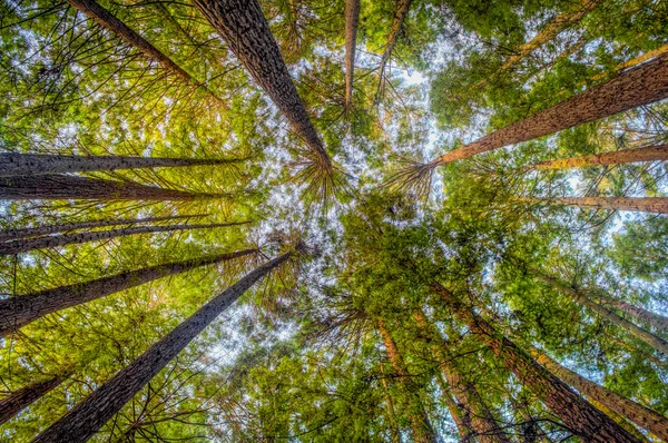 The Forest For the Trees — Stock Photo, Image