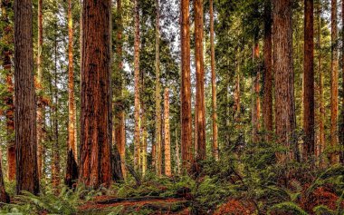 Redwood Forest Landscape clipart