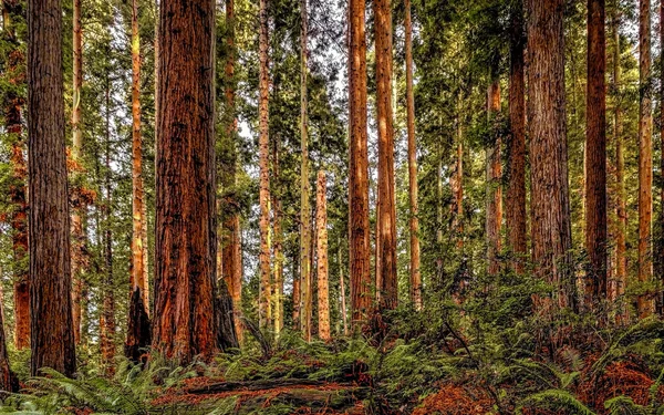 Paysage forestier de séquoias — Photo