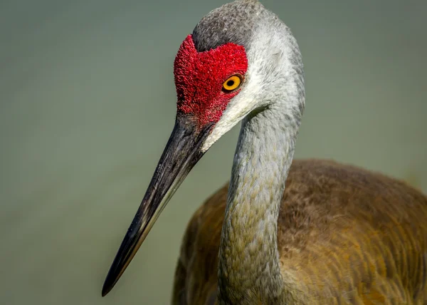 Sandhill Crane