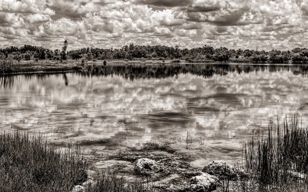 Florida Everglades See, schwarz und weiß — Stockfoto