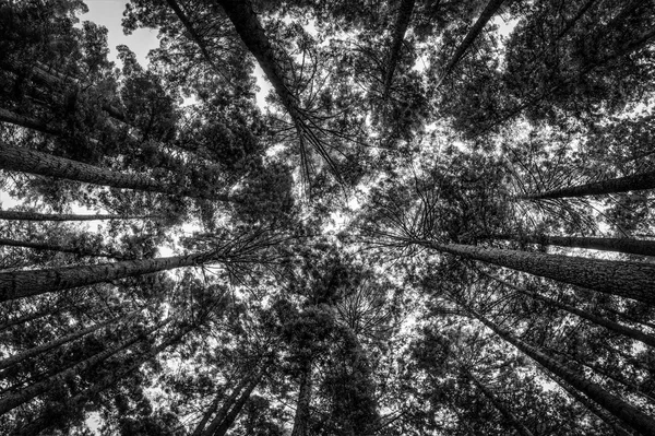 레드우드 숲 — 스톡 사진